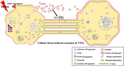 Editorial: Synergistic interactions between exosomes and tunneling nanotubes in long-range intercellular transfer